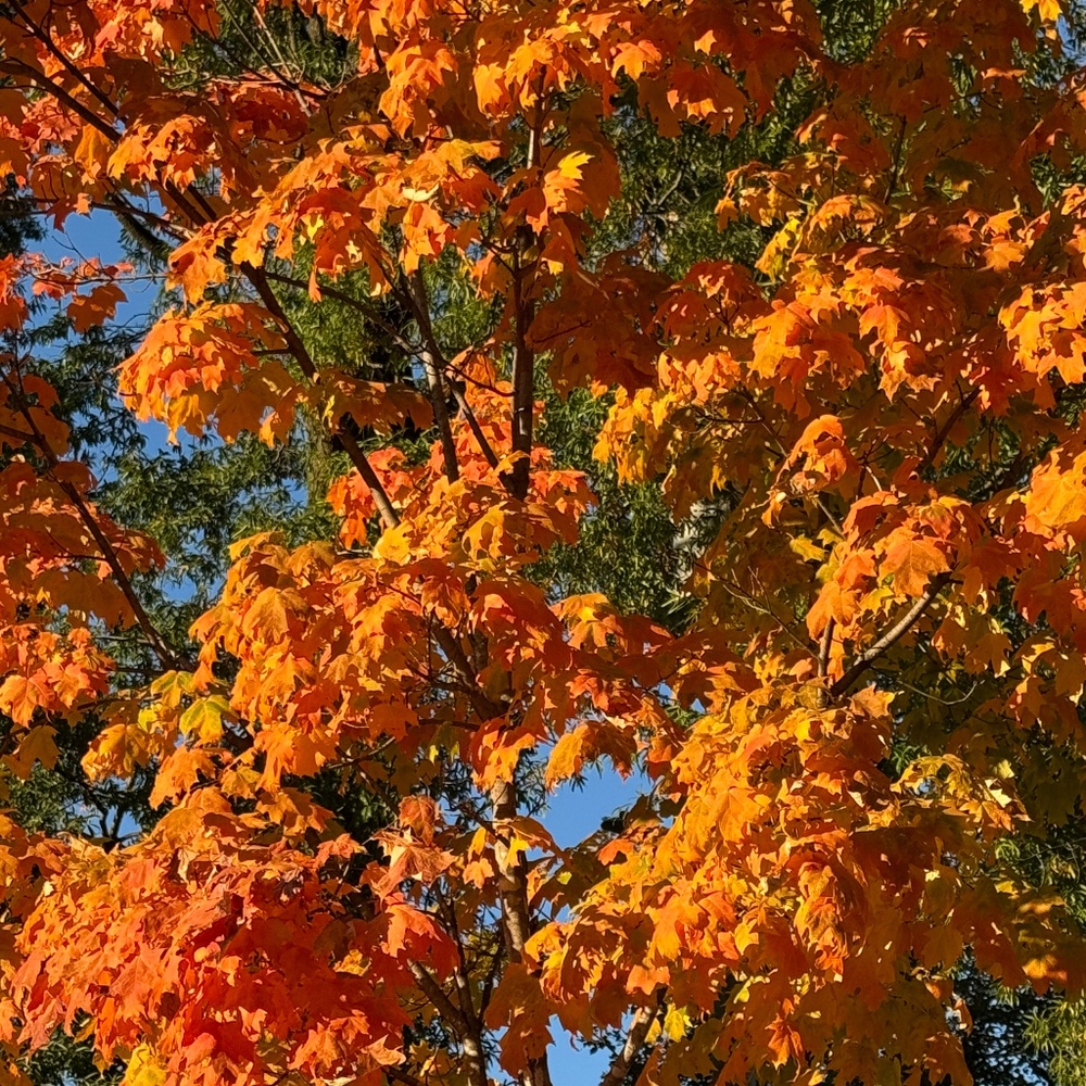 Meet your Posher, Joel